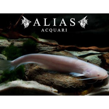 Silurus glanis gold | Alias Acquari vendita pesci online