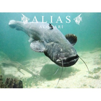 Silurus glanis