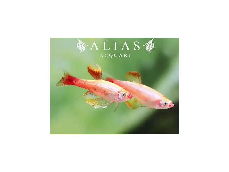 Tanichthys Albonubes gold longfin  Alias Acquari vendita pesci online