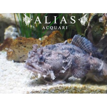 Batrachomoeus Trispinosus | Alias Acquari vendita pesci online