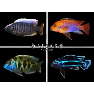 Malawi cichlid mix selection