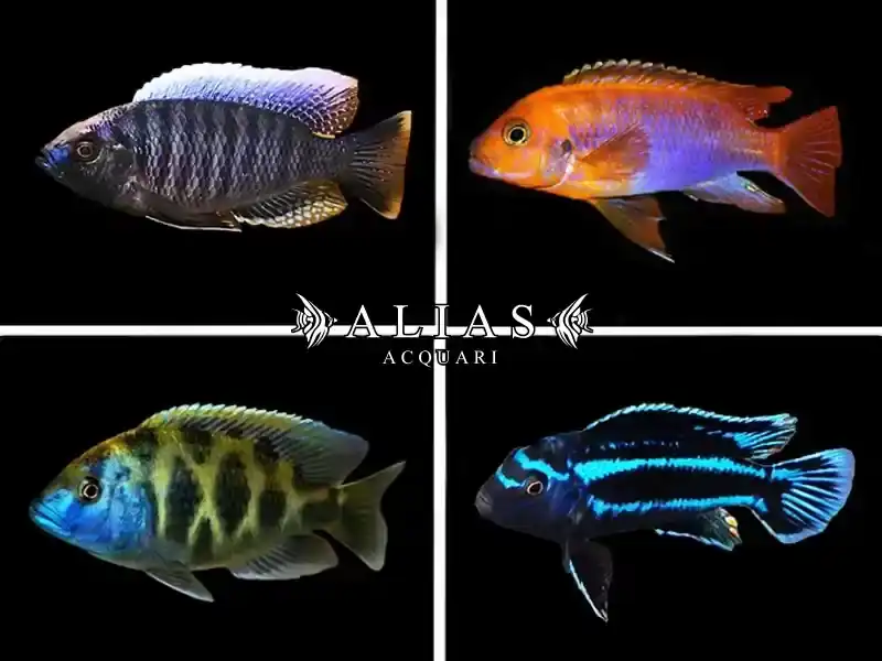 Malawi cichlid mix selection