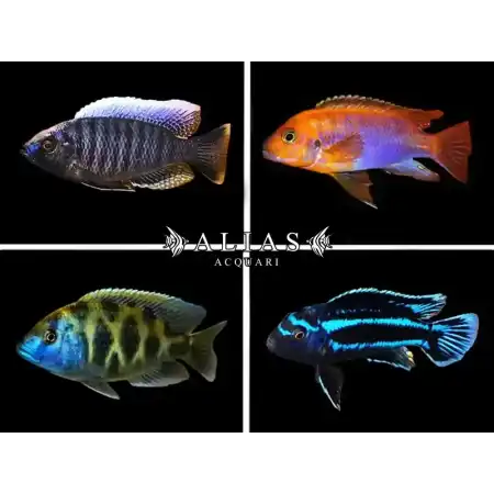 Malawi cichlid mix selection