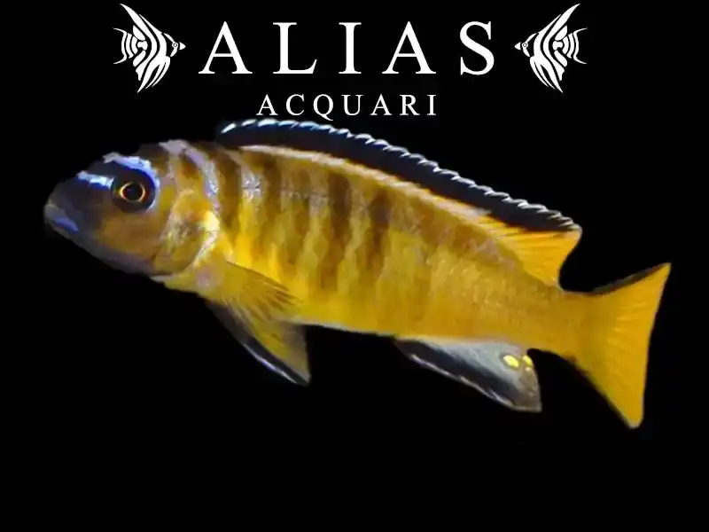 Pseudotropheus elongatus yellow