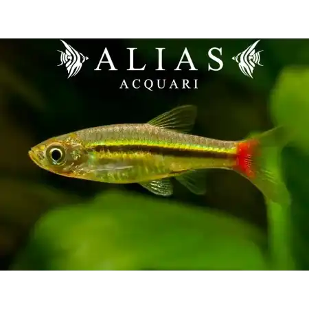 Rasbora Borapetensis