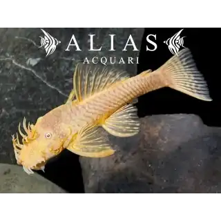 Ancistrus albino