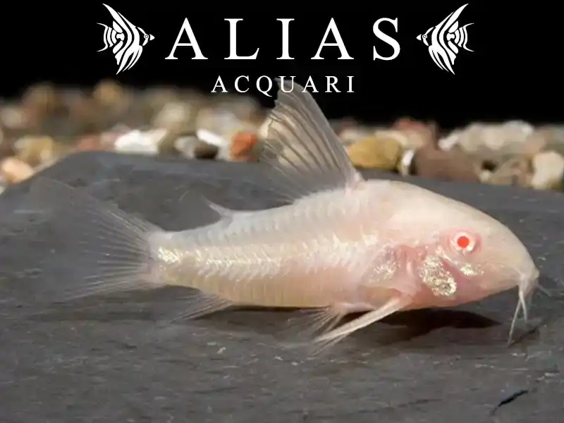 Corydoras Paleatus albin