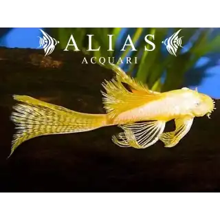 Ancistrus sp. Gold Long Fin