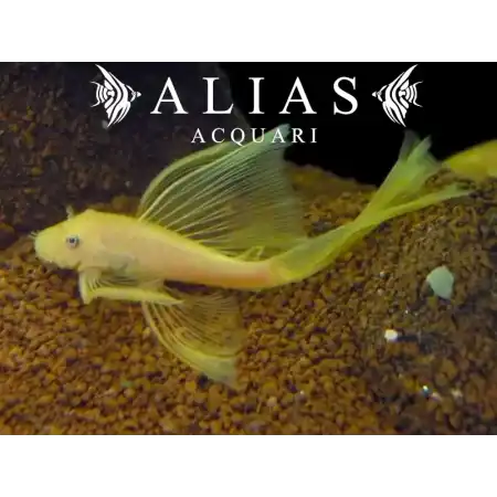 Ancistrus lemon long fin l144 blue eye