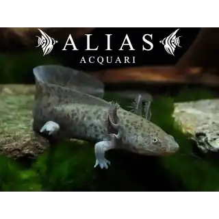 Ambystoma Mexicanum (Axolotl) green