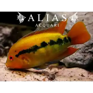 Herotilapia Multispinosa Orange