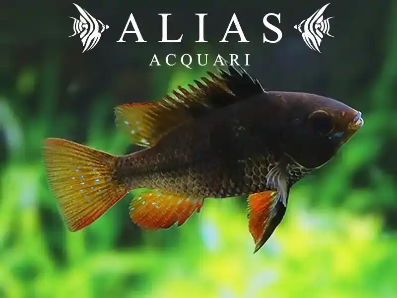 Papiliochromis ramirezi Black