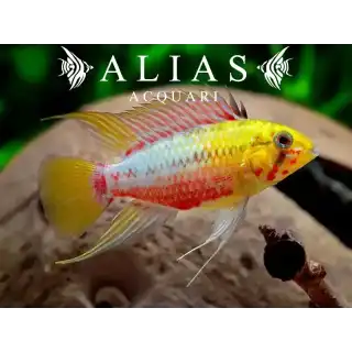 Apistogramma Hongsloi red gold