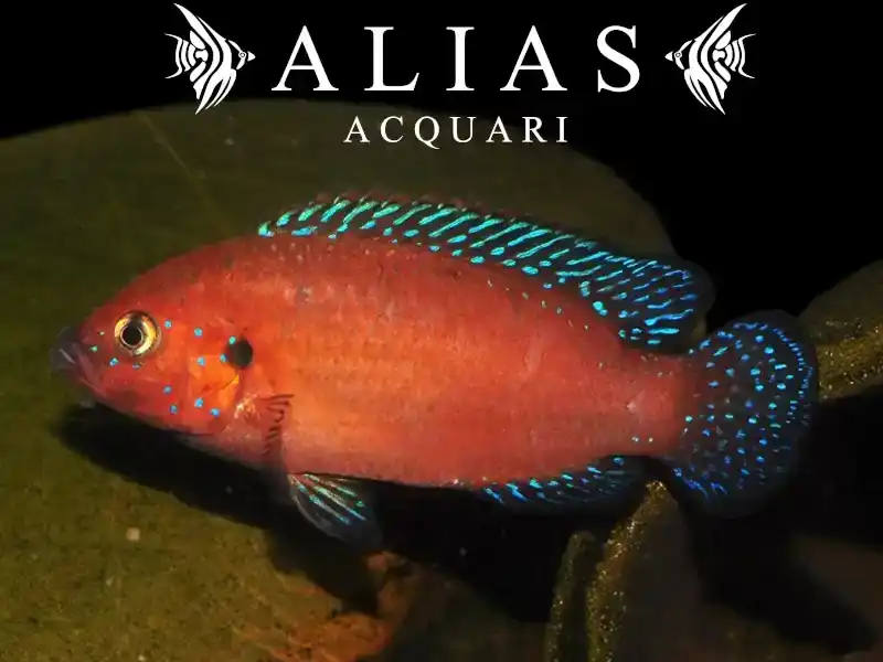 Hemichromis Exsul