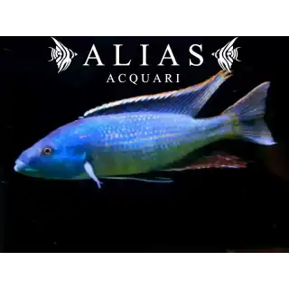 Champsochromis Spilorhynchus | Alias Acquari vendita pesci online