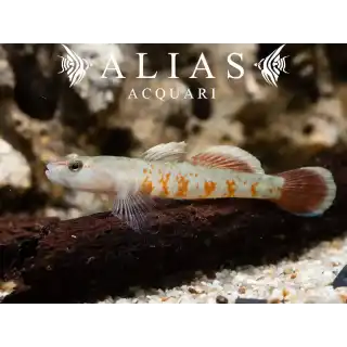 Rhinogobius Zhoui