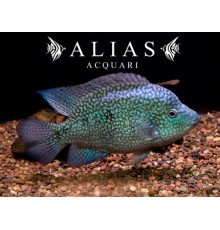 Cichlasoma Carpinte (Herichthys carpintis) | Alias Acquari vendita pesci online