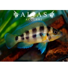 Neolamprologus sexfasciatus