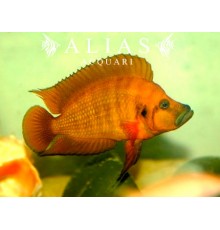 Altolamprologus compressiceps «Red» | Alias Acquari vendita pesci online